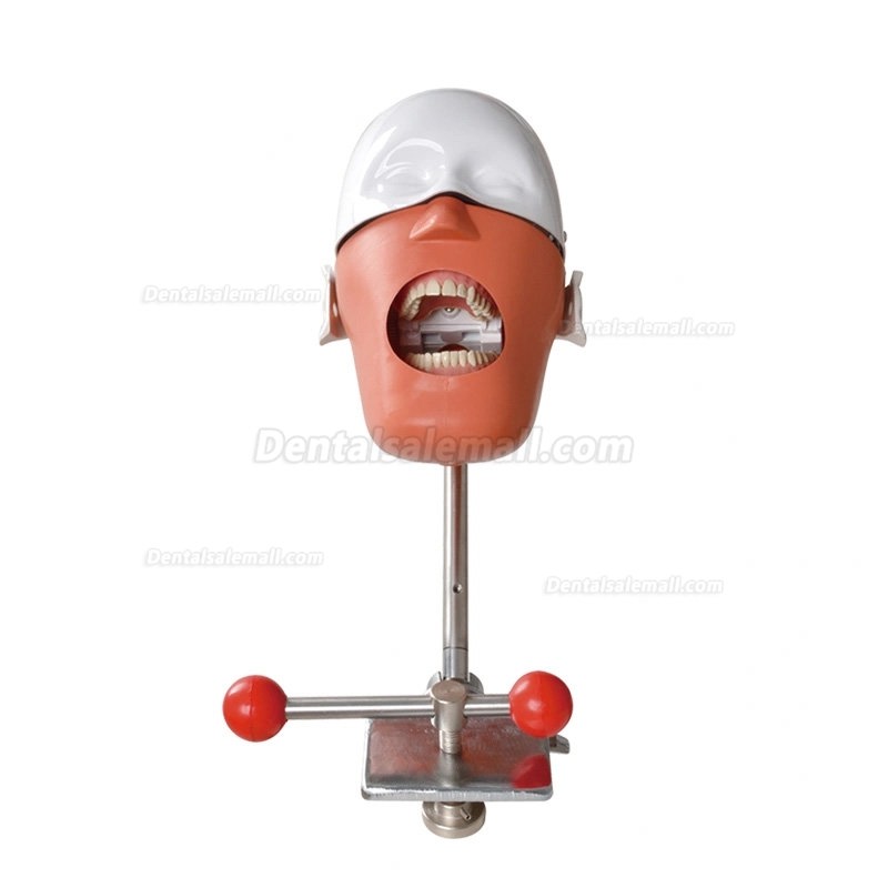 Bench Mount Dental Manikin Phantom Head Dental Patient Simulator Typodont Compatible with Nissin Kilgore/ Frasaco